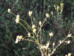 Cordylanthus rigidus setigerus