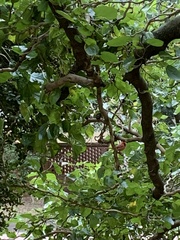 Cardinalis cardinalis