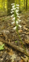 Spiranthes niklasii