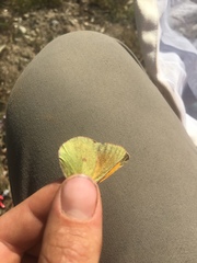 Colias meadii
