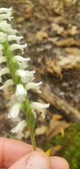 Spiranthes niklasii