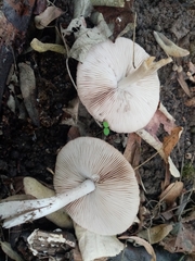 Coprinopsis melanthina