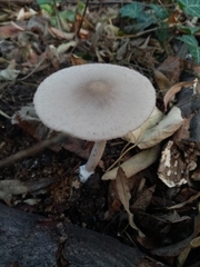 Coprinopsis melanthina