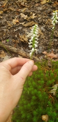 Spiranthes niklasii