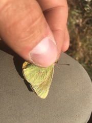 Colias meadii