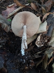 Coprinopsis melanthina