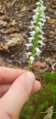Spiranthes niklasii