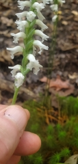 Spiranthes niklasii