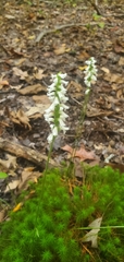 Spiranthes niklasii