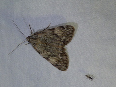 Catocala amica