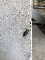 Spodoptera