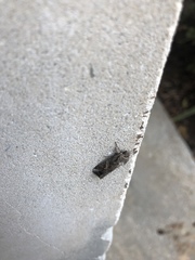 Spodoptera