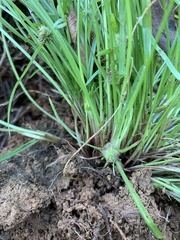Cyperus hortensis