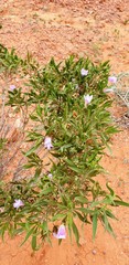 Eremophila freelingii
