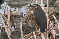 Butorides virescens