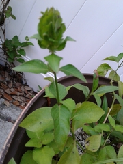 Ruellia blechum