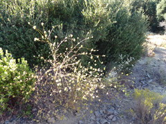 Cordylanthus rigidus setigerus