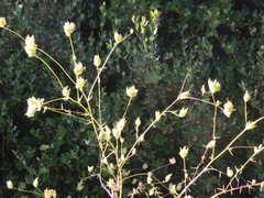 Cordylanthus rigidus setigerus