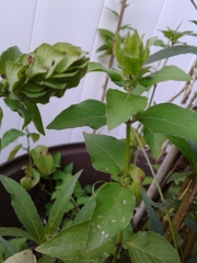 Ruellia blechum