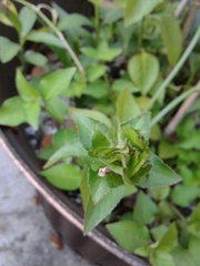 Ruellia blechum