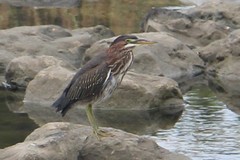 Butorides virescens