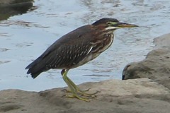 Butorides virescens
