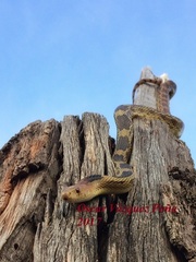 Pituophis deppei deppei