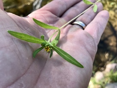 Melampodium longicorne