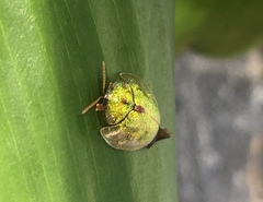 Eurypepla brevilineata