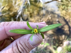 Melampodium longicorne