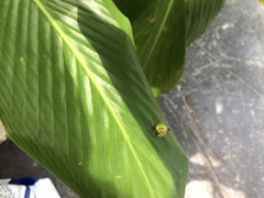 Eurypepla brevilineata