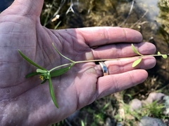 Melampodium longicorne