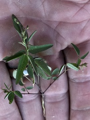 Macroptilium gibbosifolium