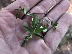 Macroptilium gibbosifolium