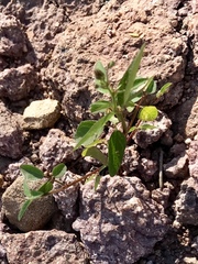 Macroptilium gibbosifolium