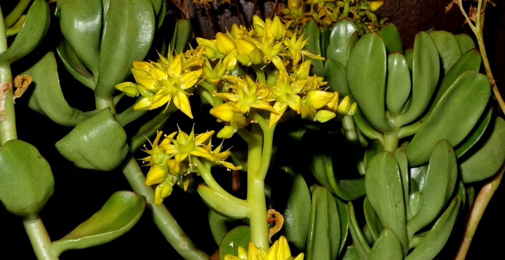 Bright green sedum