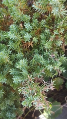 Juniperus