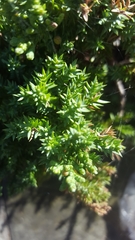 Juniperus