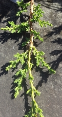Juniperus