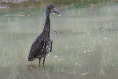 Nyctanassa violacea