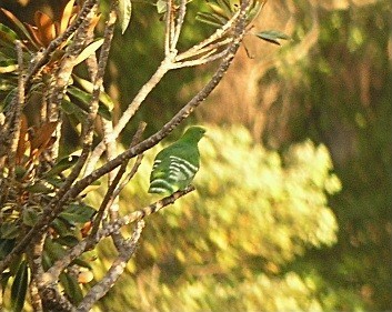 Cloven-feathered Dove (Ptilinopus holosericea), photo 5