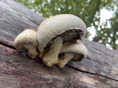 Hemipholiota