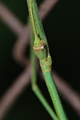 Ramulus rotundus
