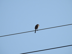 Lanius bucephalus