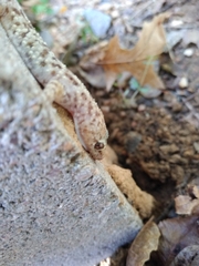 Hemidactylus turcicus