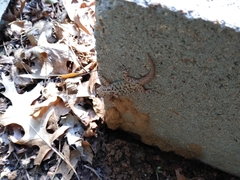 Hemidactylus turcicus