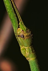 Ramulus rotundus