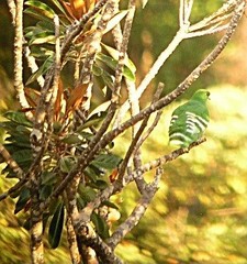 Drepanoptila holosericea