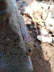 Hemidactylus turcicus