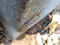 Hemidactylus turcicus